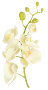 little-orchid