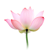 pink-lotus-flower
